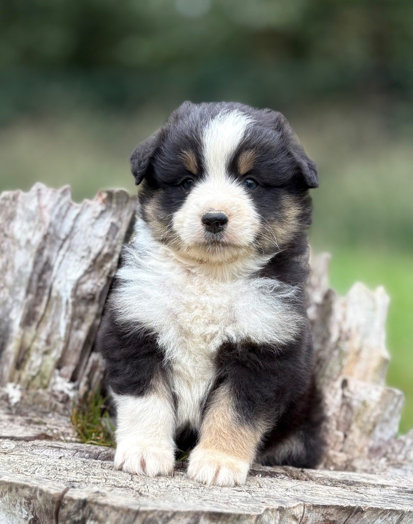 De La Légende De Gafy - Chiots disponibles - Berger Américain Miniature 