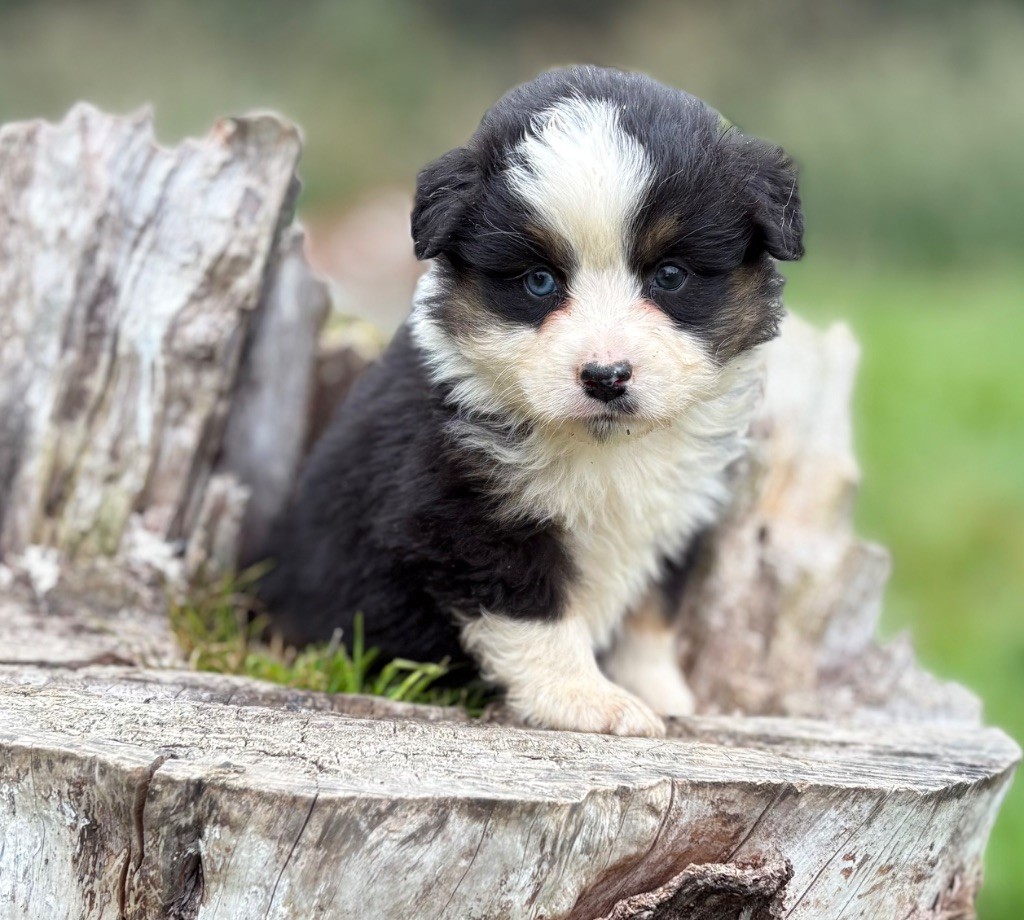 De La Légende De Gafy - Chiots disponibles - Berger Américain Miniature 