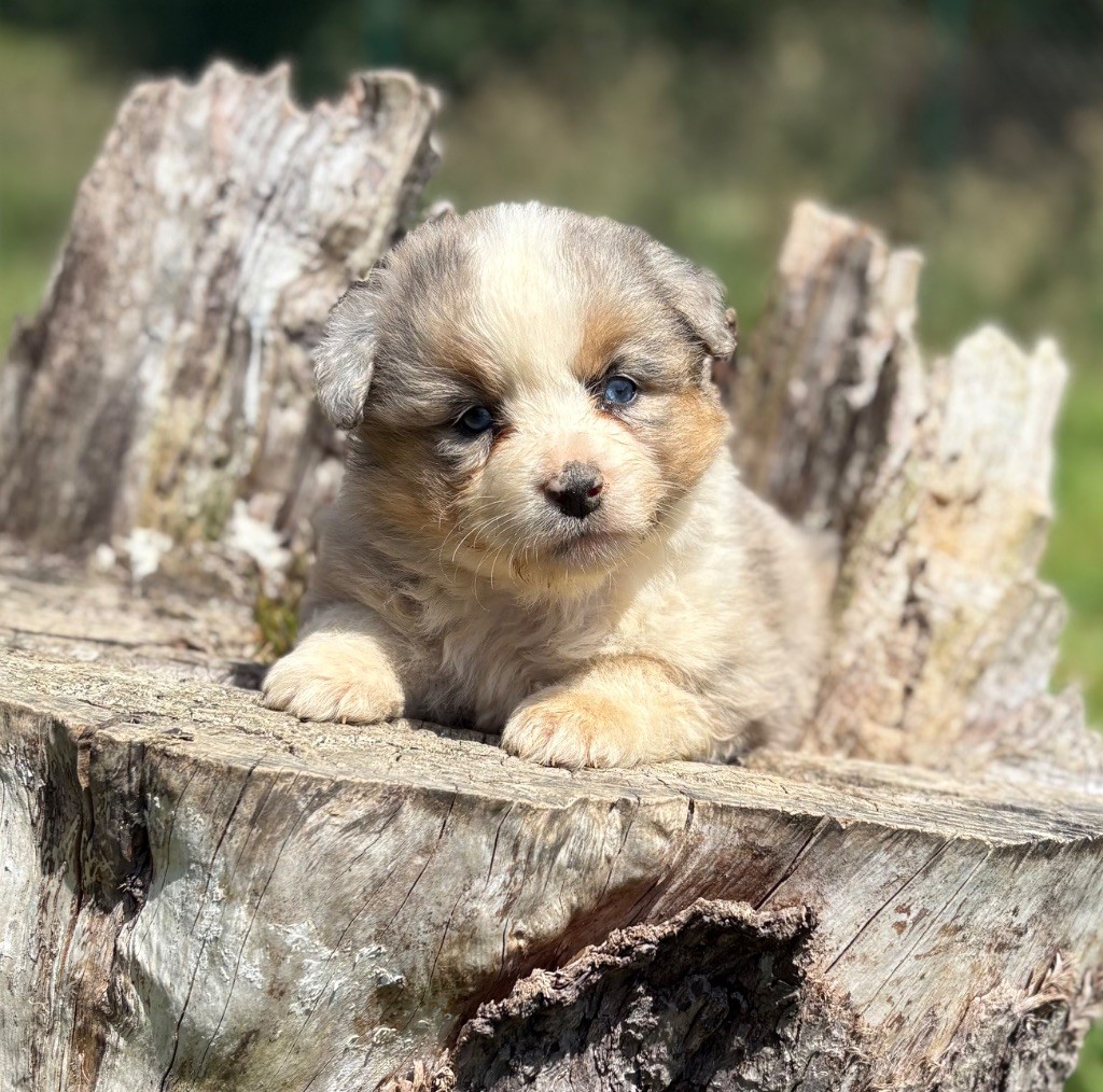 De La Légende De Gafy - Chiots disponibles - Berger Américain Miniature 